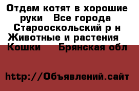 Отдам котят в хорошие руки - Все города, Старооскольский р-н Животные и растения » Кошки   . Брянская обл.